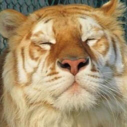 golden tiger found on the internet